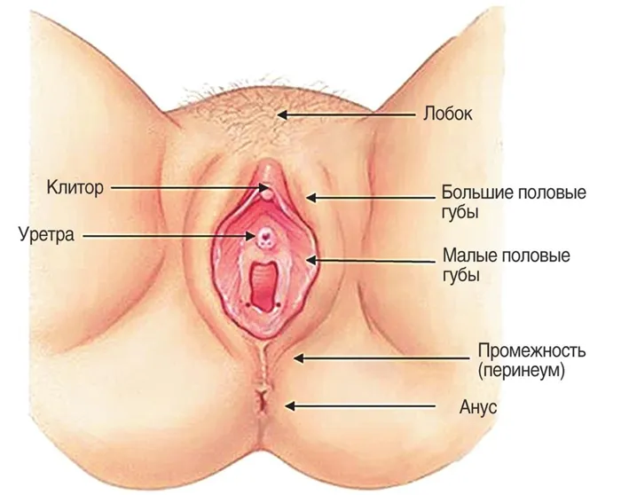 Анатомия наружных половых органов женщины