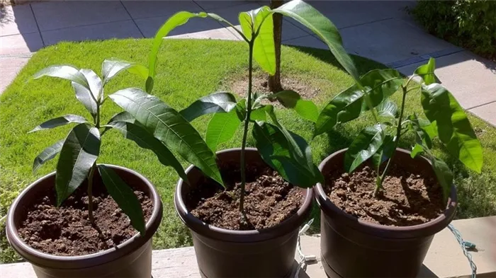Как из косточки вырастить манго в домашних условиях