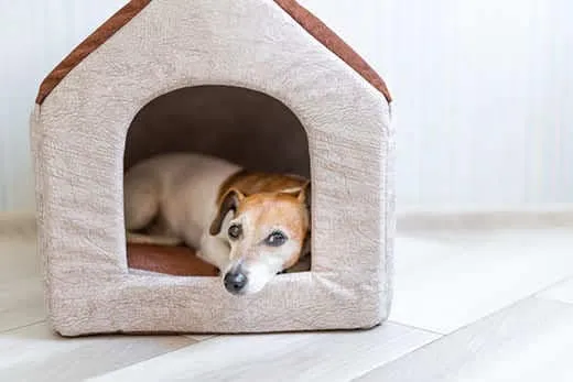 Jack Russell terrier looking sad in an indoor dog house.
