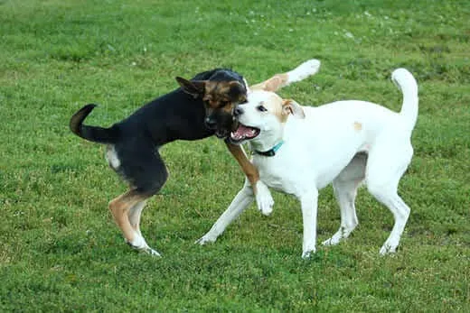 A black dog jumps up on a white dog at the park playing.