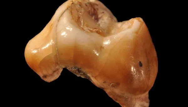 Молочный зуб ребенка из пещеры Грота дель Кавалло