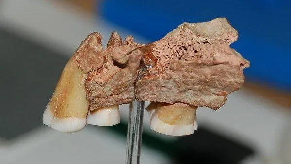 Верхняя челюсть и зубы древнейшего британца, который жил в Кентской пещере