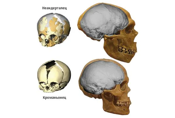 Сравнение черепа неандертальца с черепом кроманьонца