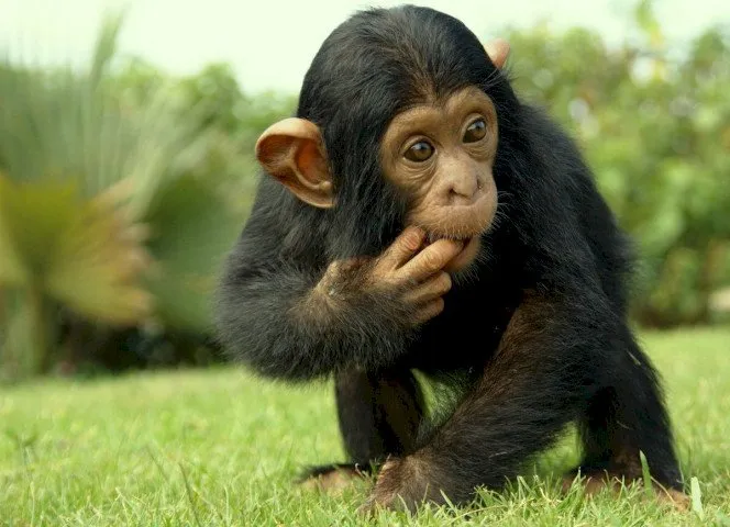 Детёныш шимпанзе сосёт свой палец
