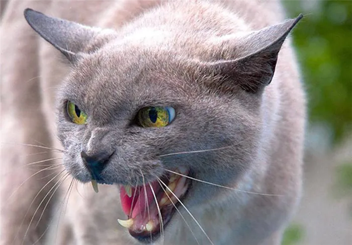 Топ-10 самых опасных пород кошек в мире: домашние хищники