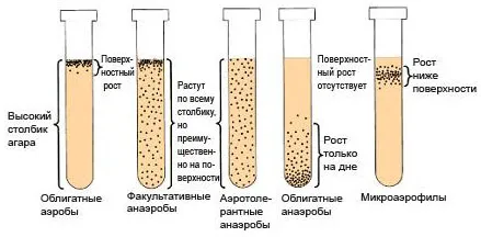 Идентификация Аэробных и Анаэробных бактерий по концентрации кислорода