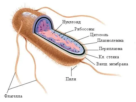 Самым ярким примером анаэробных бактерий является Кишечная палочка