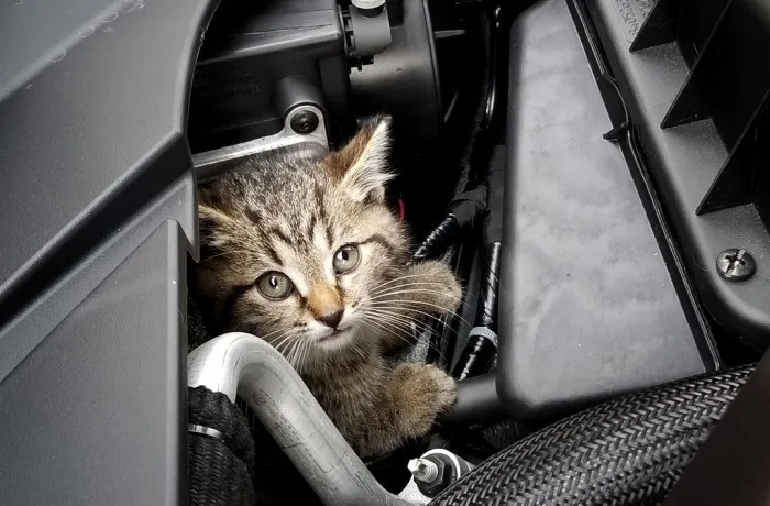 Большинство котов и кошек не любят ездить в автомобилях и выражают свое отношение недовольным мяуканьем