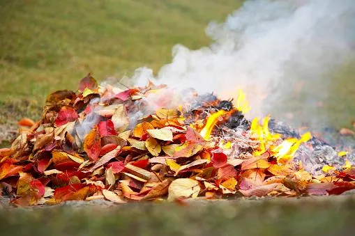 Фото Почему нельзя сжигать опавшие листья и траву на даче - запомните и расскажите соседям