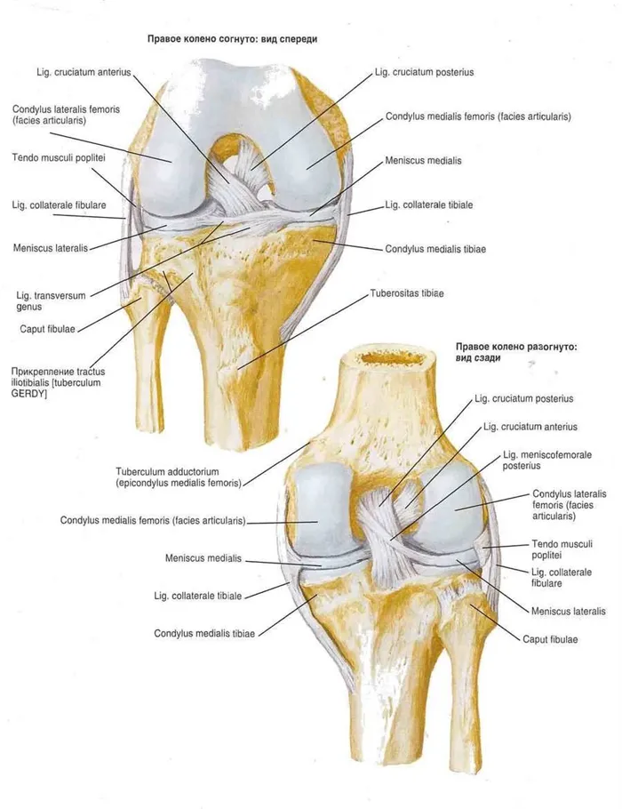 Связки коленного сустава