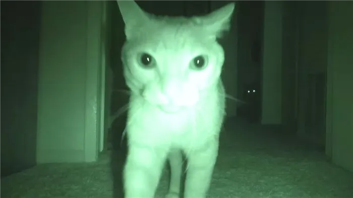 Почему кошки бегают по ночам? Ночная активность кошек. Фото.