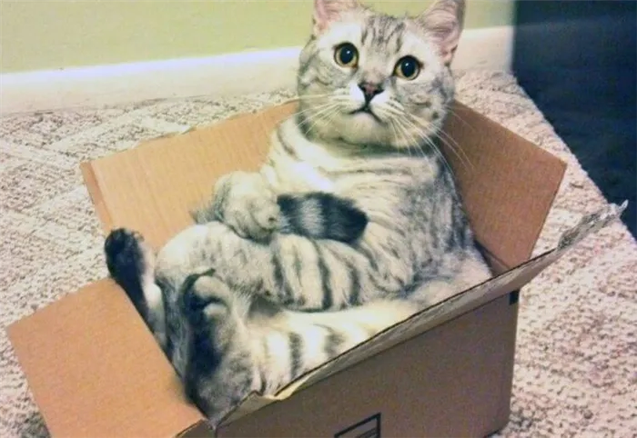 Воспитание животных. Коробка — одна из лучших игрушек для кошек. Фото.