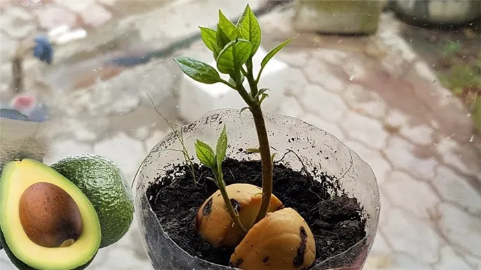 Выращиваем диковинный плод у себя дома: как посадить авокадо и ухаживать за ним правильно