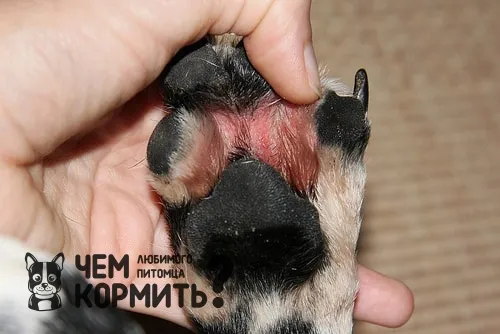 фото аллергия на реагенты на лапах собаки