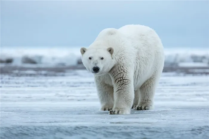 О грозных хищниках Арктики. Почему ни в коем случае не стоит пробовать печень белого медведя