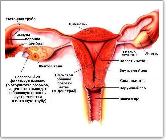 Строение женских внутренних половых органов