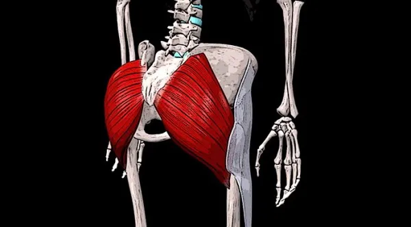 Самая большая мышца в теле человека это какая? Фото, название