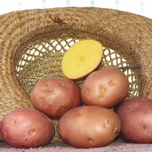 Сорт картофеля Беллароза