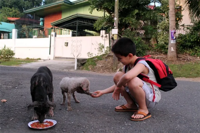 Ребенок кормит бездомных животных