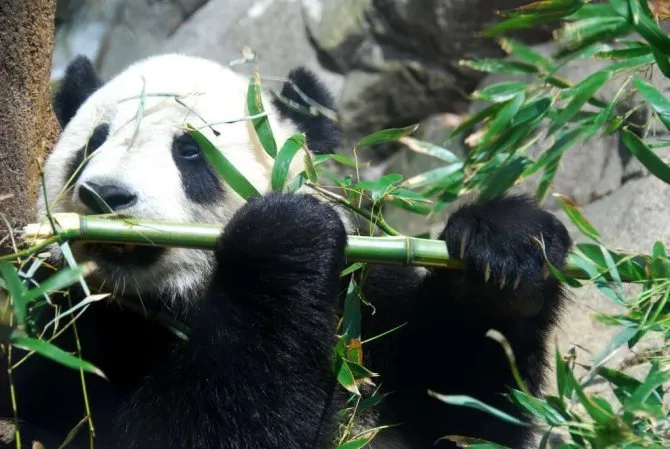 Несмотря на то, что малая панда обитает в труднодоступных местах, на нее продолжает вестись охота.