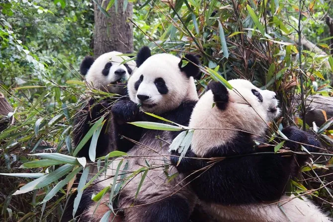 Рост численности популяции больших панд является предметом национальной гордости Китая.