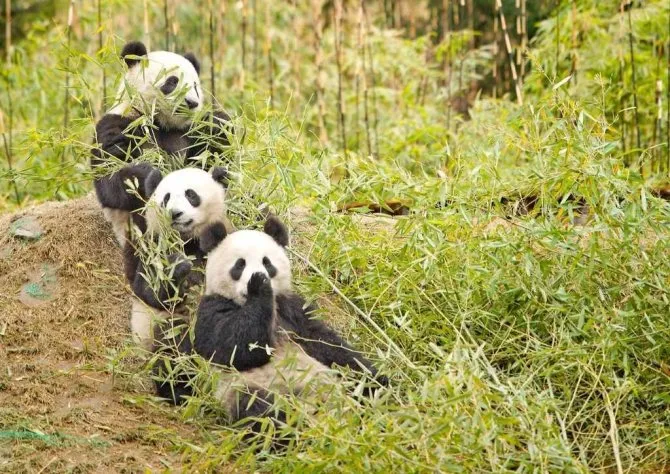 К счастью, в неволе малые панды размножаются намного лучше, чем большие.