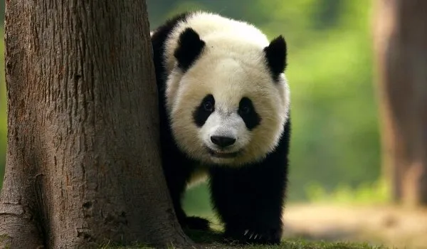 Не исключено, что малые панды исчезнут с лица Земли уже к концу столетия.