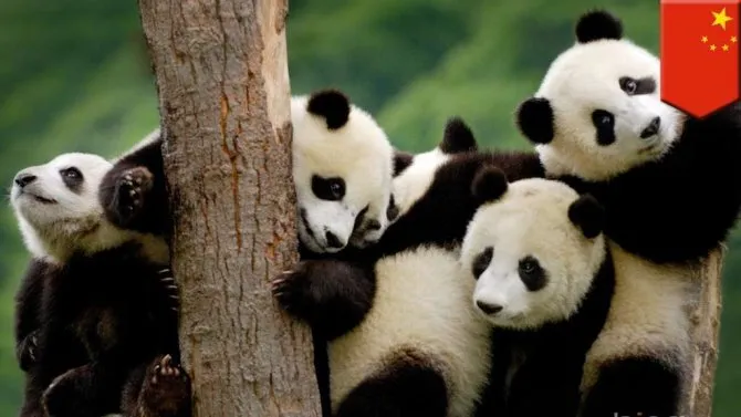 Рождение каждого детеныша большой панды – событие всемирного масштаба.