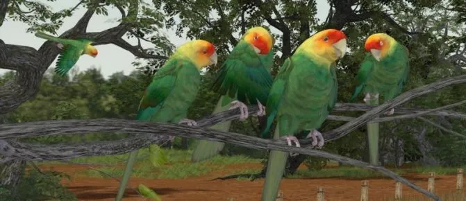 Каролинские попугаи