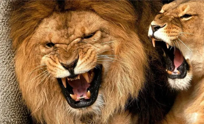  У льва мощные и сильные челюсти, а клыки имеют длину 8 см, потому эти хищники способны убивать достаточно крупных животных.