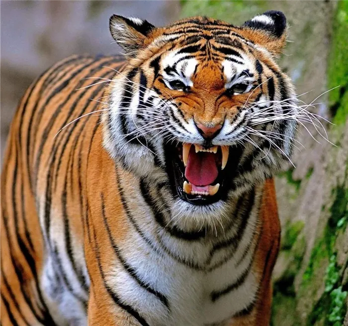 Взрослый тигр, как и большинство других кошачьих, имеет 30 зубов: его клыки хорошо развиты, их длина может достигать 8 см.