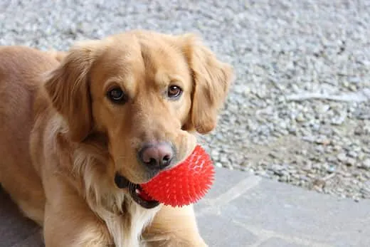 Golden retriever holding a red ball in its mouth