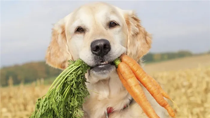 Овощи собакам не вредны, и даже рекомендованы для питания