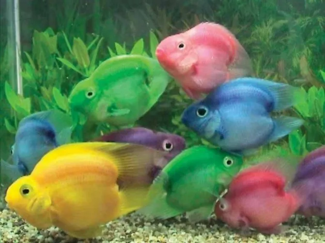 разноцветные рыбы
