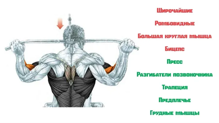 Работающие мышци при тяги верхнего блока