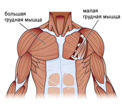 Анатомия мышц груди