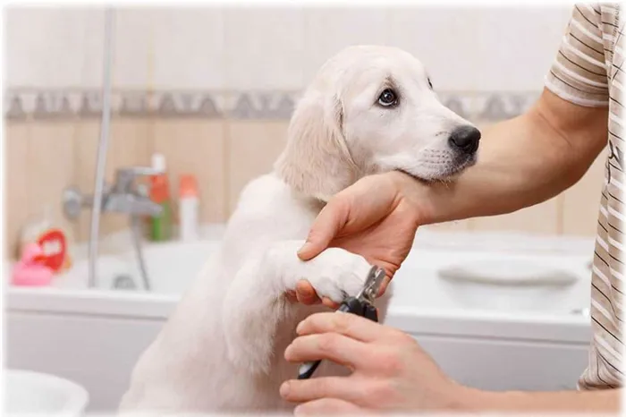 Как подстричь когти собаке в домашних условиях