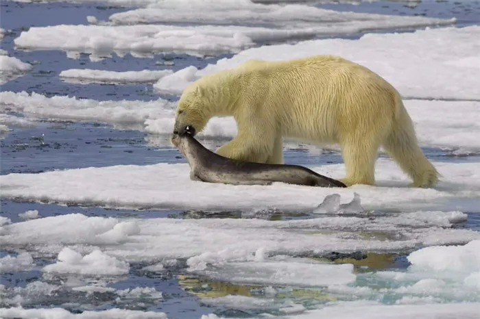 Белый медведь тащит тюленя по клочку арктического морского льда.