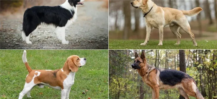Самые послушные породы собак, фото