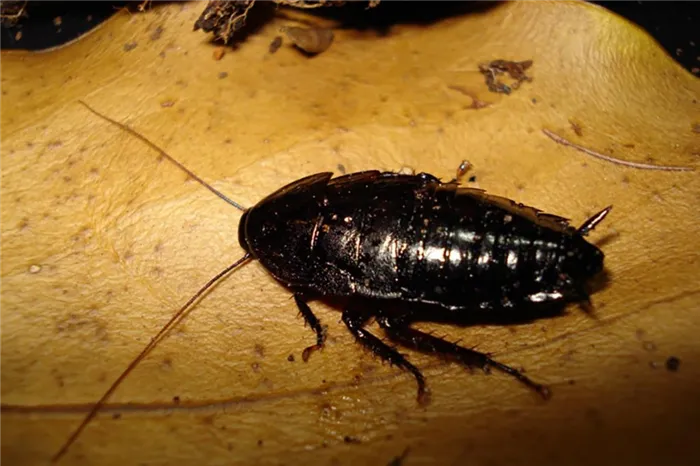 Тараканы от соседей – как заставить травить насекомых, куда жаловаться, образец заявлений, черный таракан