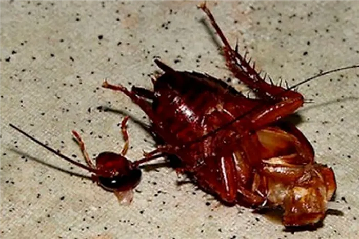 Чудо природы или закономерность таракан без головы может жить сколько и почему не умирает