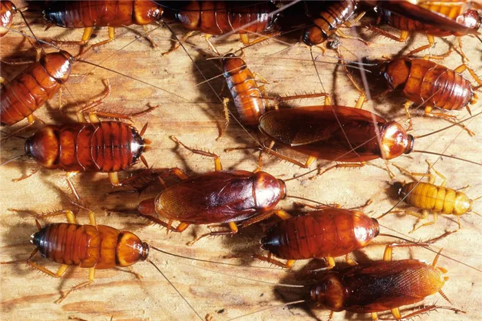 Естественные враги тараканов тараканы