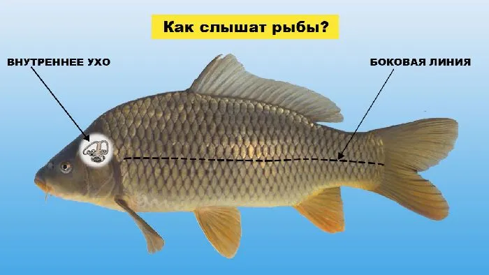 Органы слуха у рыб