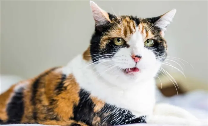 Почему кошки открывают рот, когда нюхают