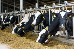 15 животноводческих ферм введены в эксплуатацию в Нижегородской области в 2022 году