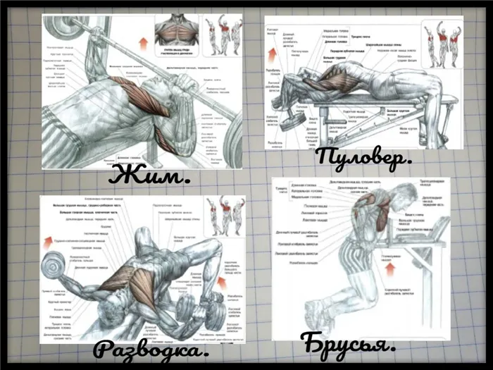 Упражнения для плечевого пояса. Схемы взяты из книги Ф. Дэлавье 