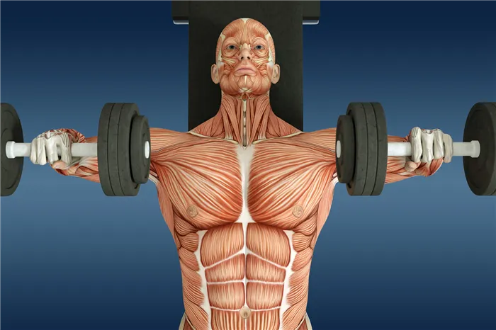 Грудные мышцы — базовые упражнения