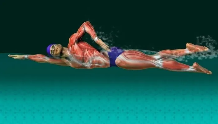 Какие мышцы работают во время плавания