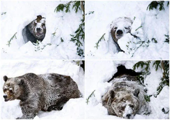 Медведь вылезает из берлоги