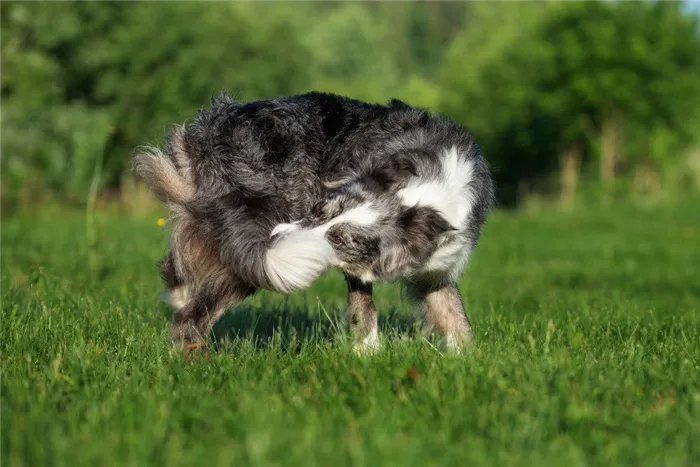 Почему собака бегает за своим хвостом, компульсивное поведение